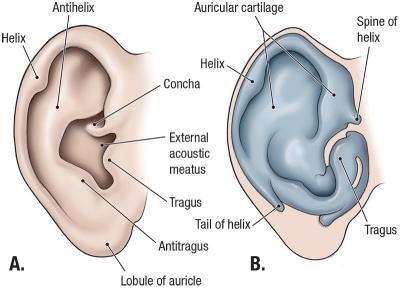 thumbs/Surface Anatomy of External Ear.jpeg.jpg